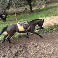Cavallo