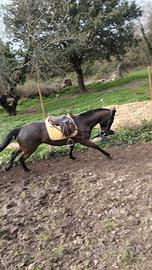Cavallo