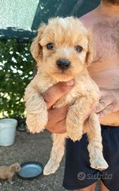 Lagotto Romagnolo