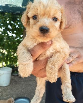 Lagotto Romagnolo