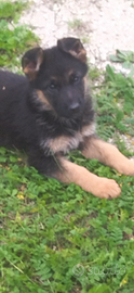 Disponibili cuccioli pastore Tedesco