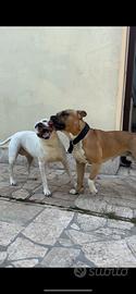 Amstaff da monta