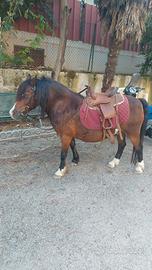 Pony