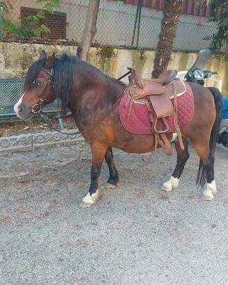 Pony