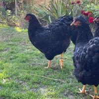 Galline di razza Wyandotte