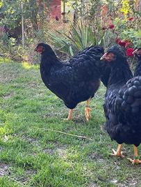 Galline di razza Wyandotte