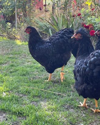 Galline di razza Wyandotte