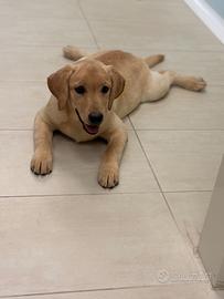 Labrador pedigree