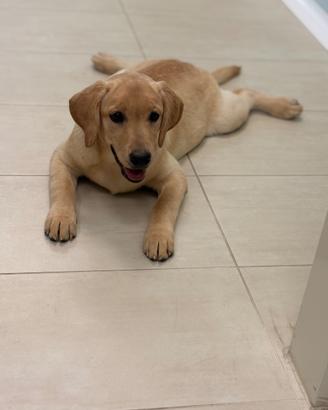 Labrador pedigree