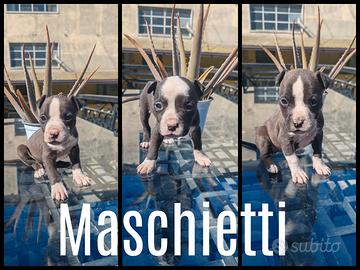 Cuccioli amstaff Staffordshire