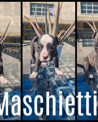 Cuccioli amstaff Staffordshire