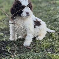 Lagotto romagnolo