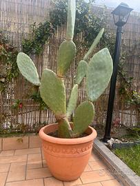 Pianta di Fico d’India