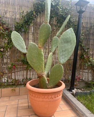 Pianta di Fico d’India