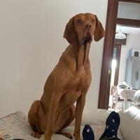 Bracco ungherese da montare