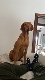 Bracco ungherese da montare