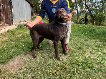 Cane da tartufi