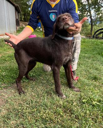 Cane da tartufi