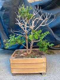Bonsai