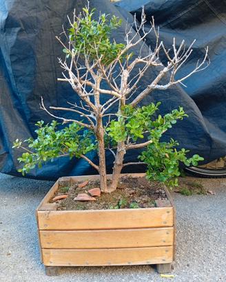 Bonsai