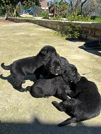 Cuccioli incrocio ladrador/corso