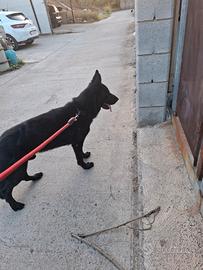 Pastore tedesco da lavoro