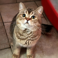 Scottish straight, maschi e femmine, con pedigree