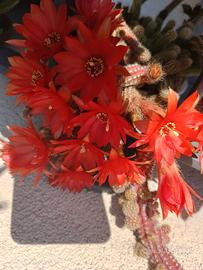 Set N 15 cactus mini fiori rossi