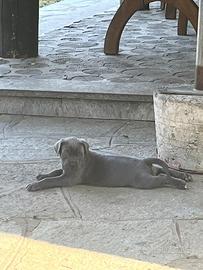 Cucciolo cane corso