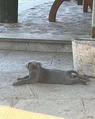 Cucciolo cane corso