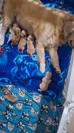 cuccioi di golden retriver