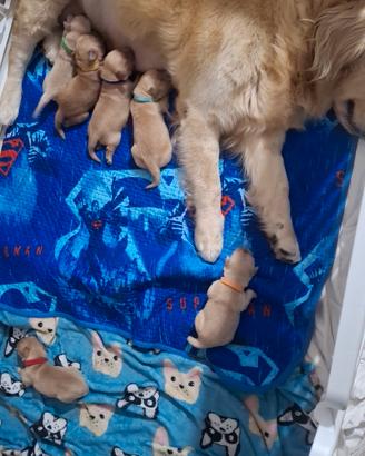 cuccioi di golden retriver