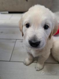 Cuccioli Golden Retriever