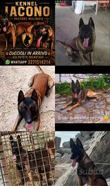 Pastore malinois