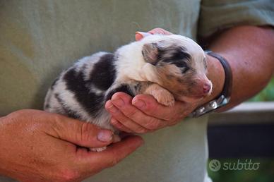 Cuccioli di pastore australiano 