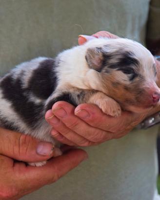 Cuccioli di pastore australiano 