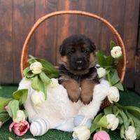 Cuccioli di pastore tedesco