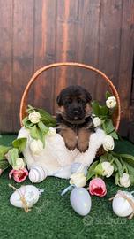 Cuccioli di pastore tedesco