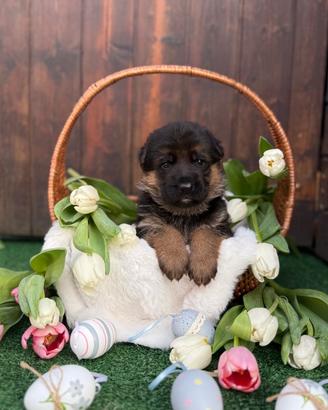 Cuccioli di pastore tedesco