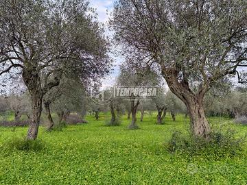 Terreno - Uliveto - Sorso