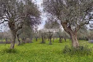 Terreno - Uliveto - Sorso