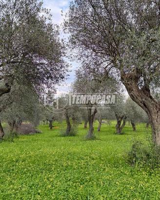 Terreno - Uliveto - Sorso