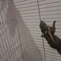 Scoiattoli tamiops mecclellandi