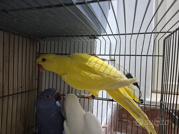 Parrocchetti pulletti da inbecco