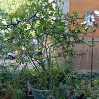 Pianta arancio trifogliato o Ponciro