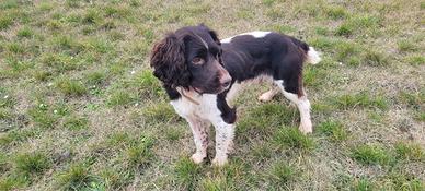 Springer spaniel inglese