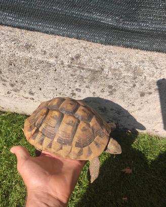 Tartaruga di terra