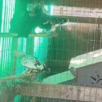 Galline americane e ovaiole