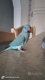 Parrocchetto dal collare