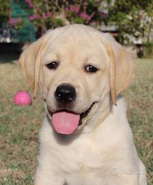 Cuccioli Labrador gialli